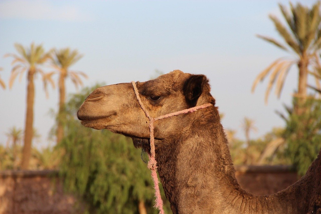 camel, marrakech, nature, animal